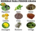 /album/galeria-fotografica/hierbas-grasa-jpg/